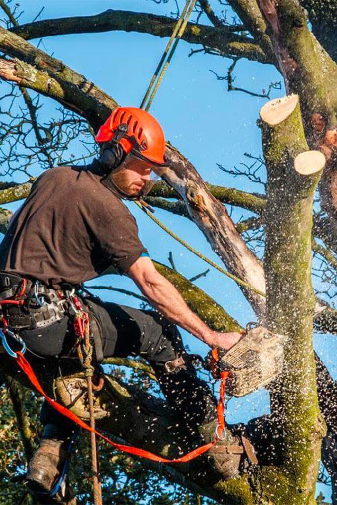 Paysagiste et élagueur à Fontainebleau, Melun