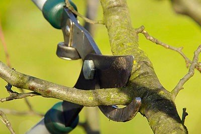 taille d'arbres par un paysagiste