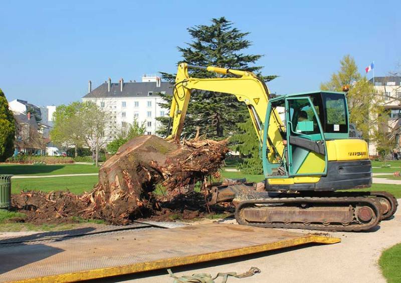désouchage d'arbre