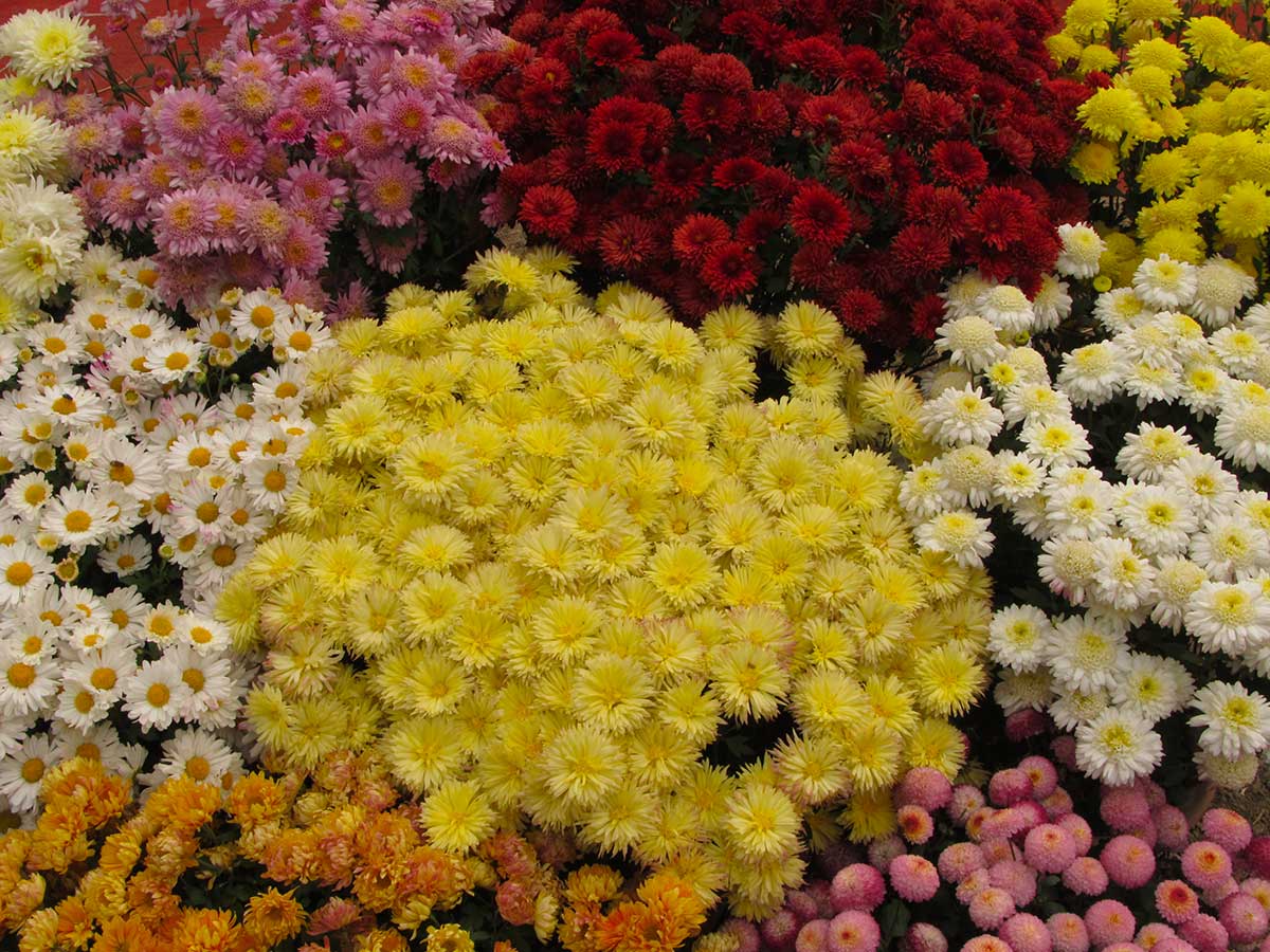 Les couleurs dans le jardin