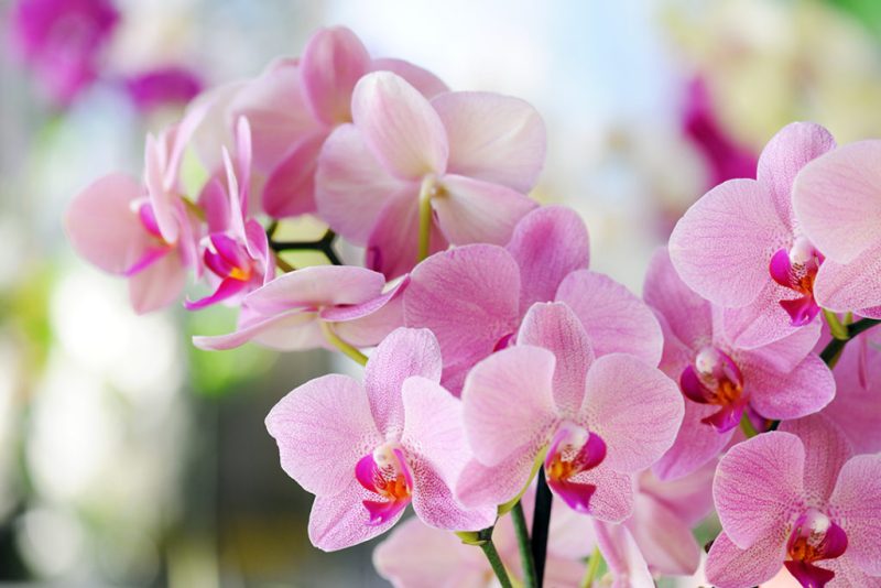 image d'orchidée à offrir pour la fête des mères ou la fête des pères