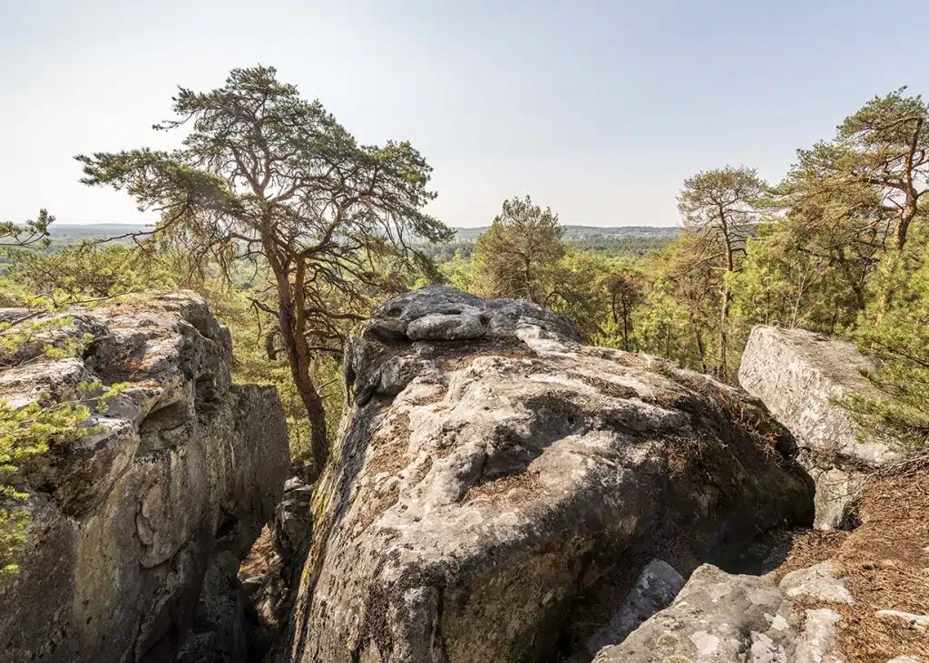 Forêt de la Commanderie à Larchant, environ de Nemours