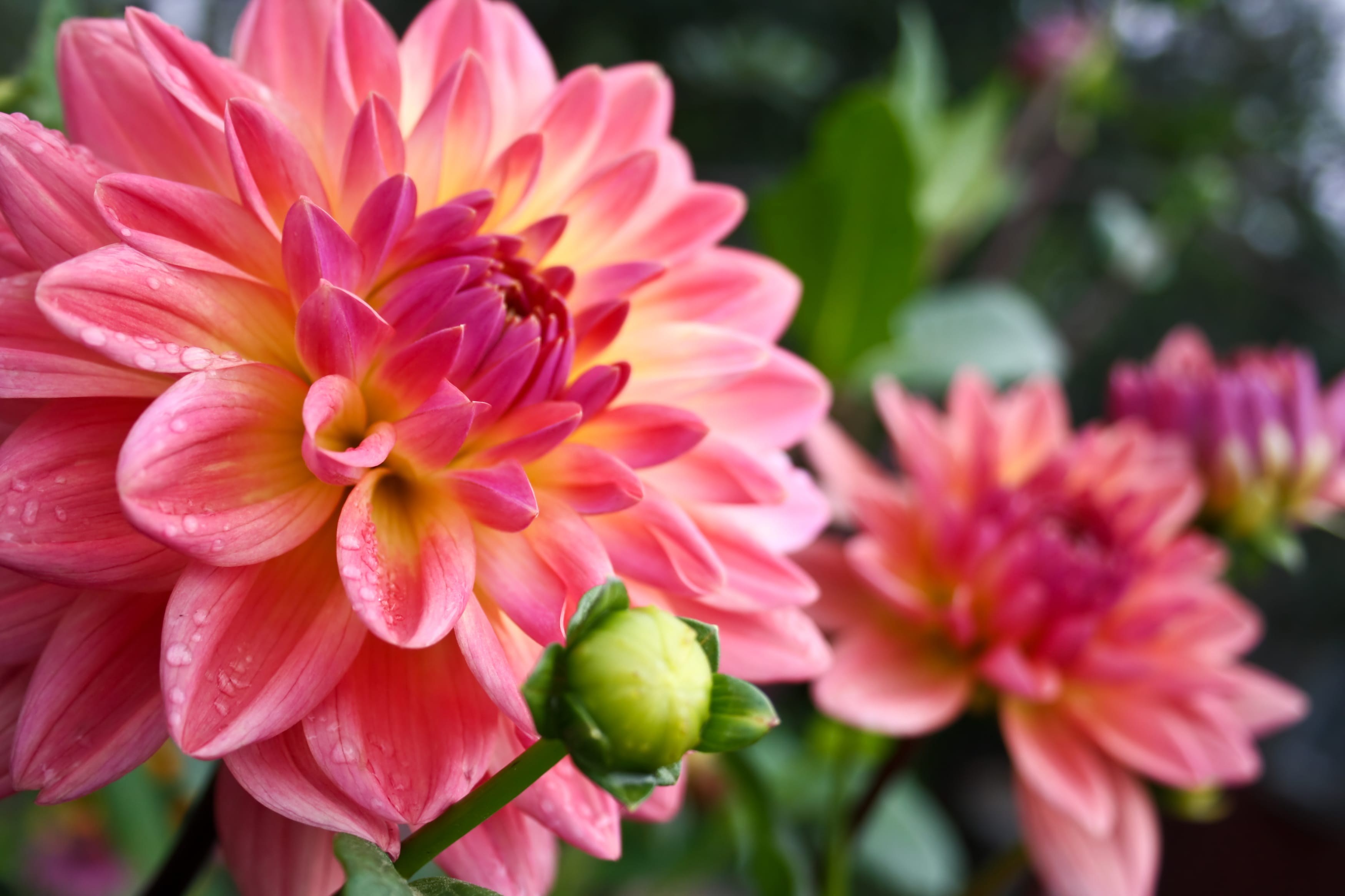 Découvrez quelles fleurs planter en juin pour un jardin coloré tout l'été ! Dahlias, zinnias, cosmos. Apportez éclat et fraîcheur à votre extérieur.