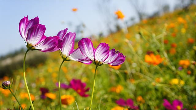 Découvrez les meilleures astuces pour protéger vos plantes de la chaleur estivale : arrosage, ombrage et entretien pour un jardin en pleine santé.