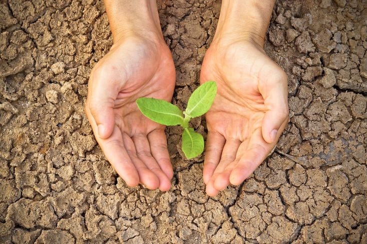 Découvrez les meilleures plantes résistantes à la sécheresse pour un jardin économe en eau, facile à entretenir et toujours fleuri, même en plein été.