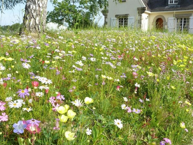 Découvrez comment créer un jardin écologique chez vous grâce à des astuces simples et naturelles.